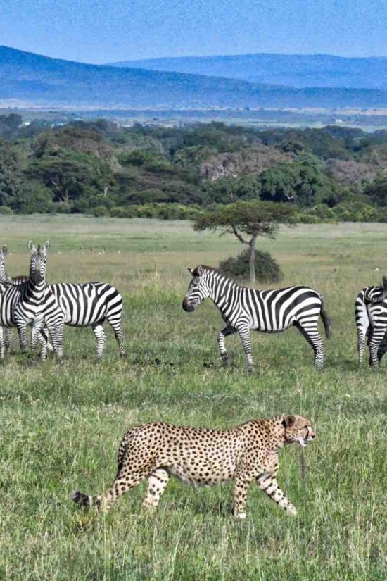 cheetah-walking-past-a-group-of-zebras-while-they-2024-10-18-07-38-29-utc