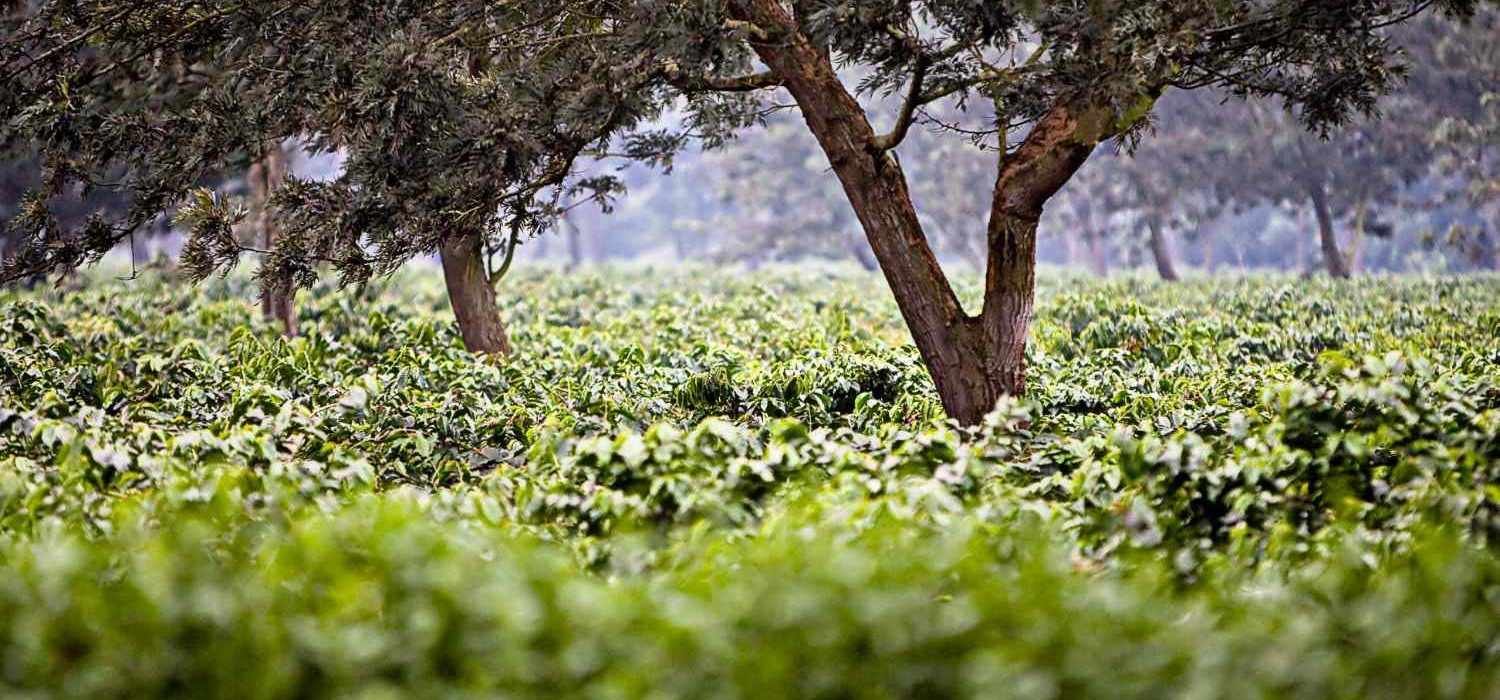 coffee-farm-plantation-in-africa-2025-01-07-16-20-43-utc